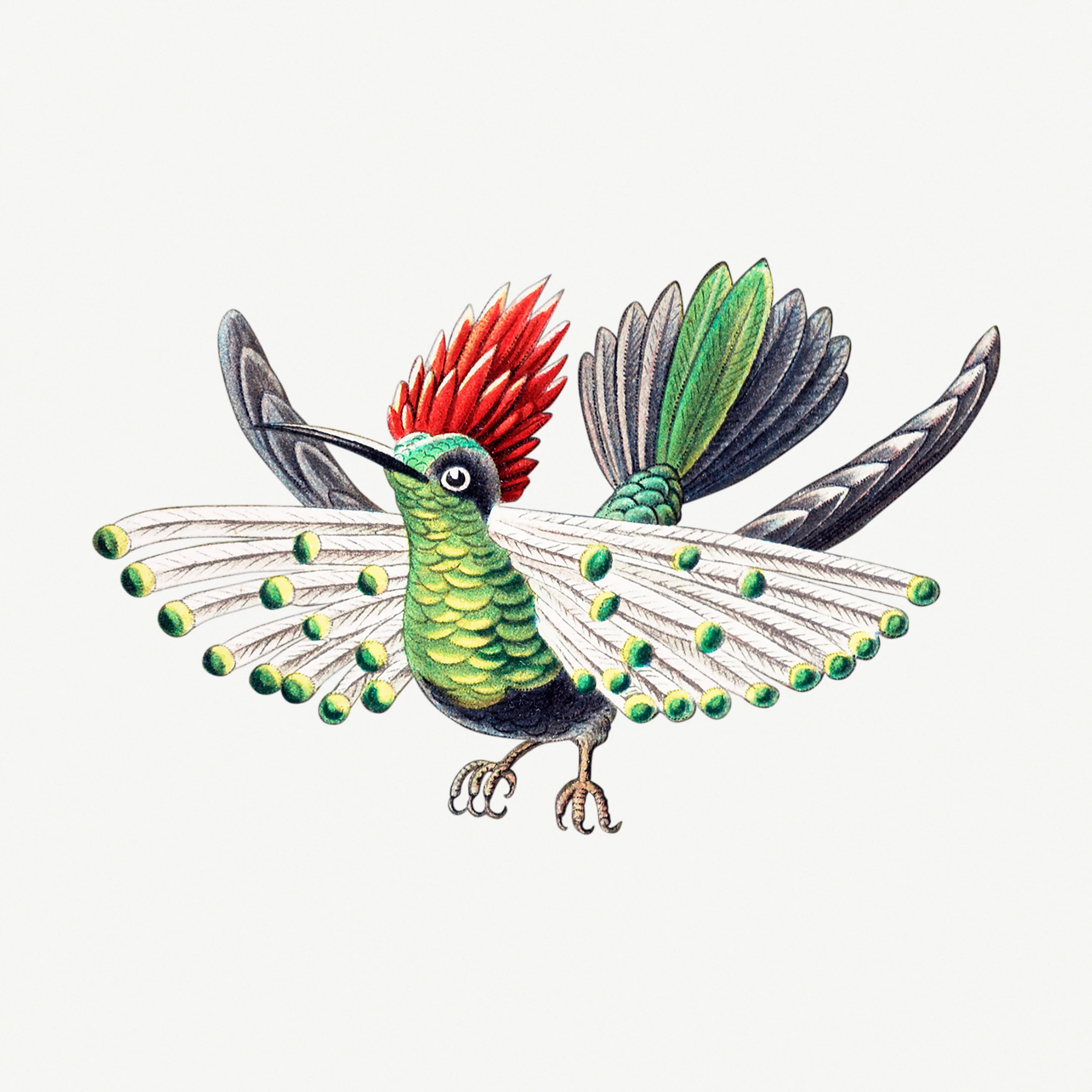 animals (336)