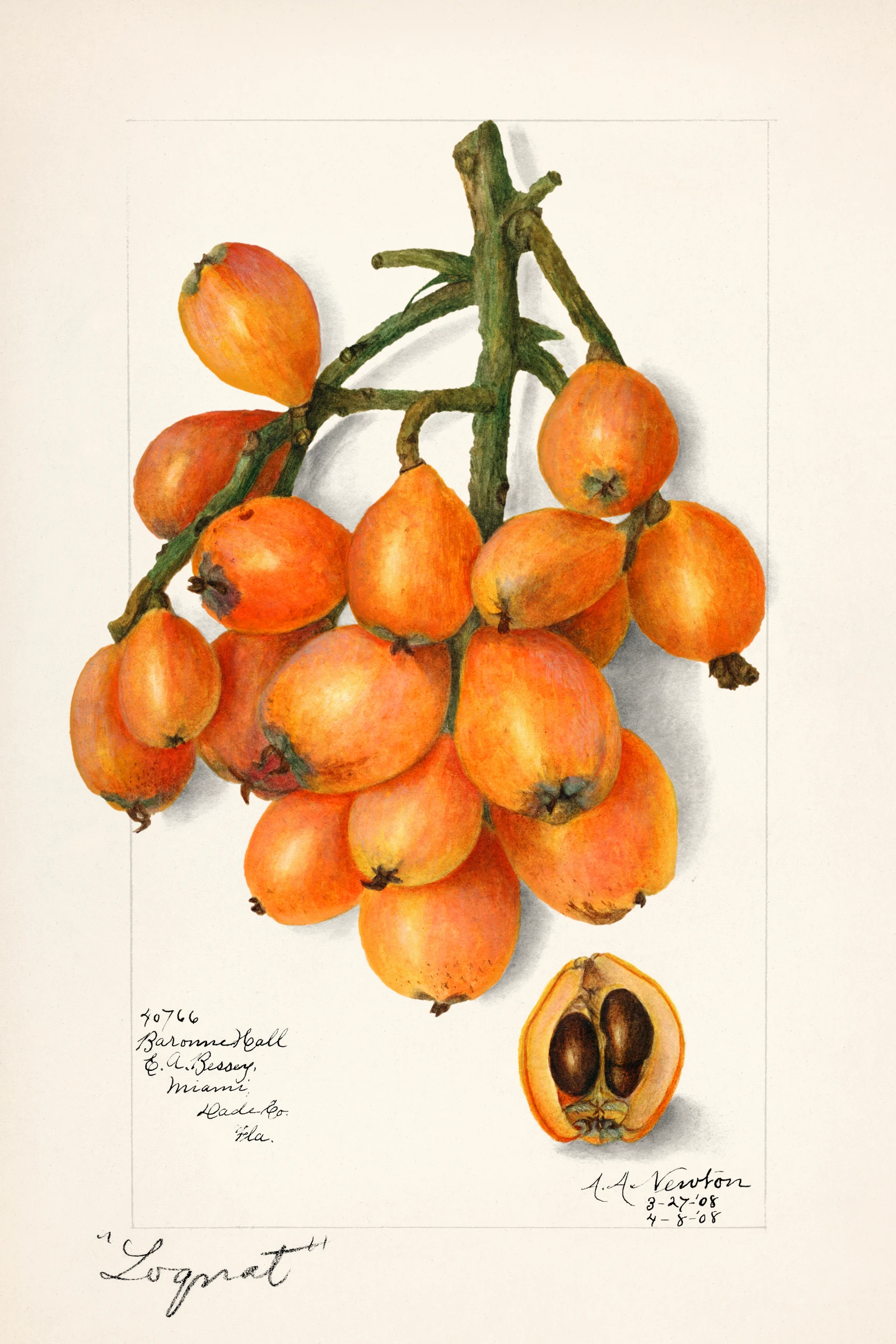 fruits469