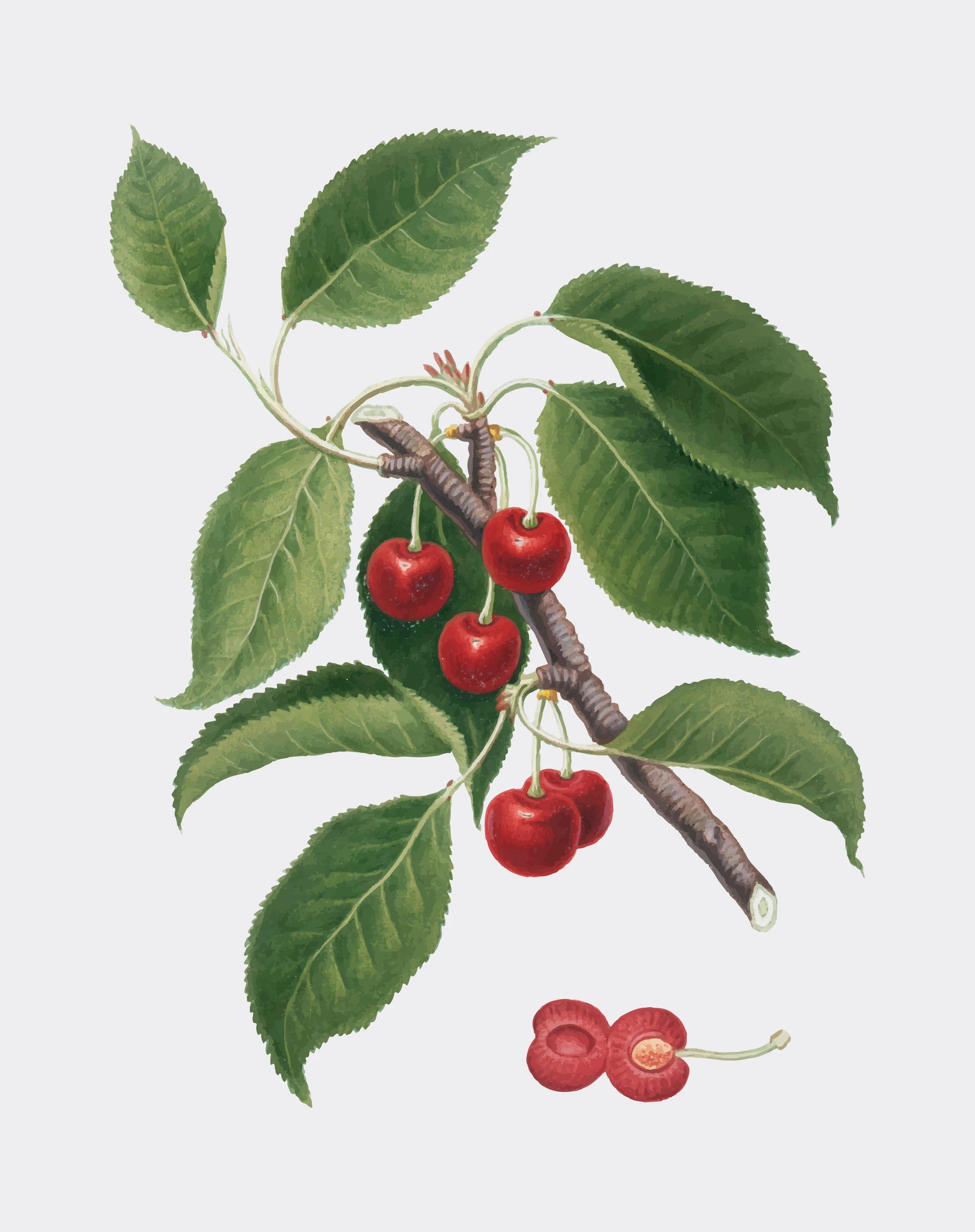 fruitss (232)