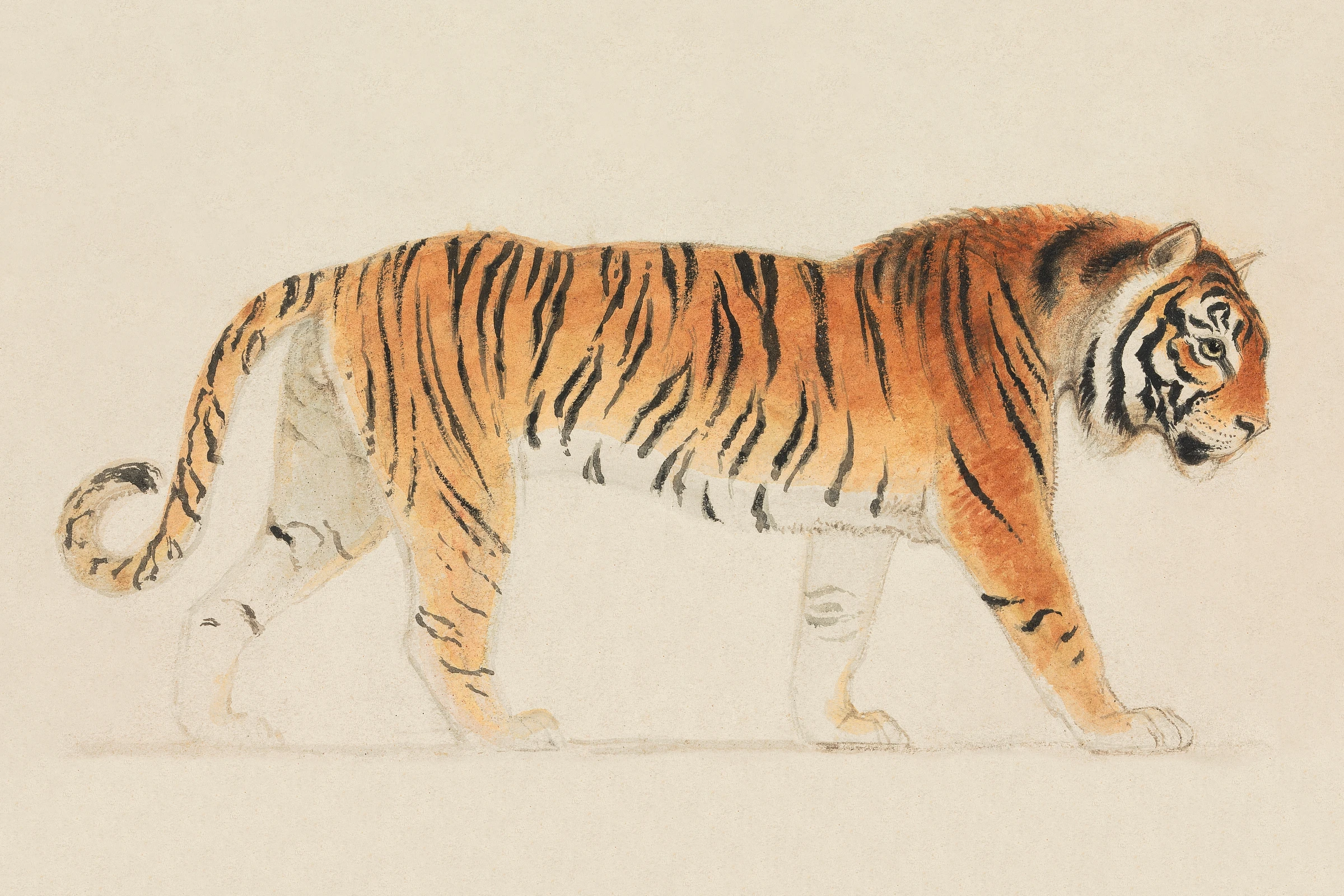 animals (80)