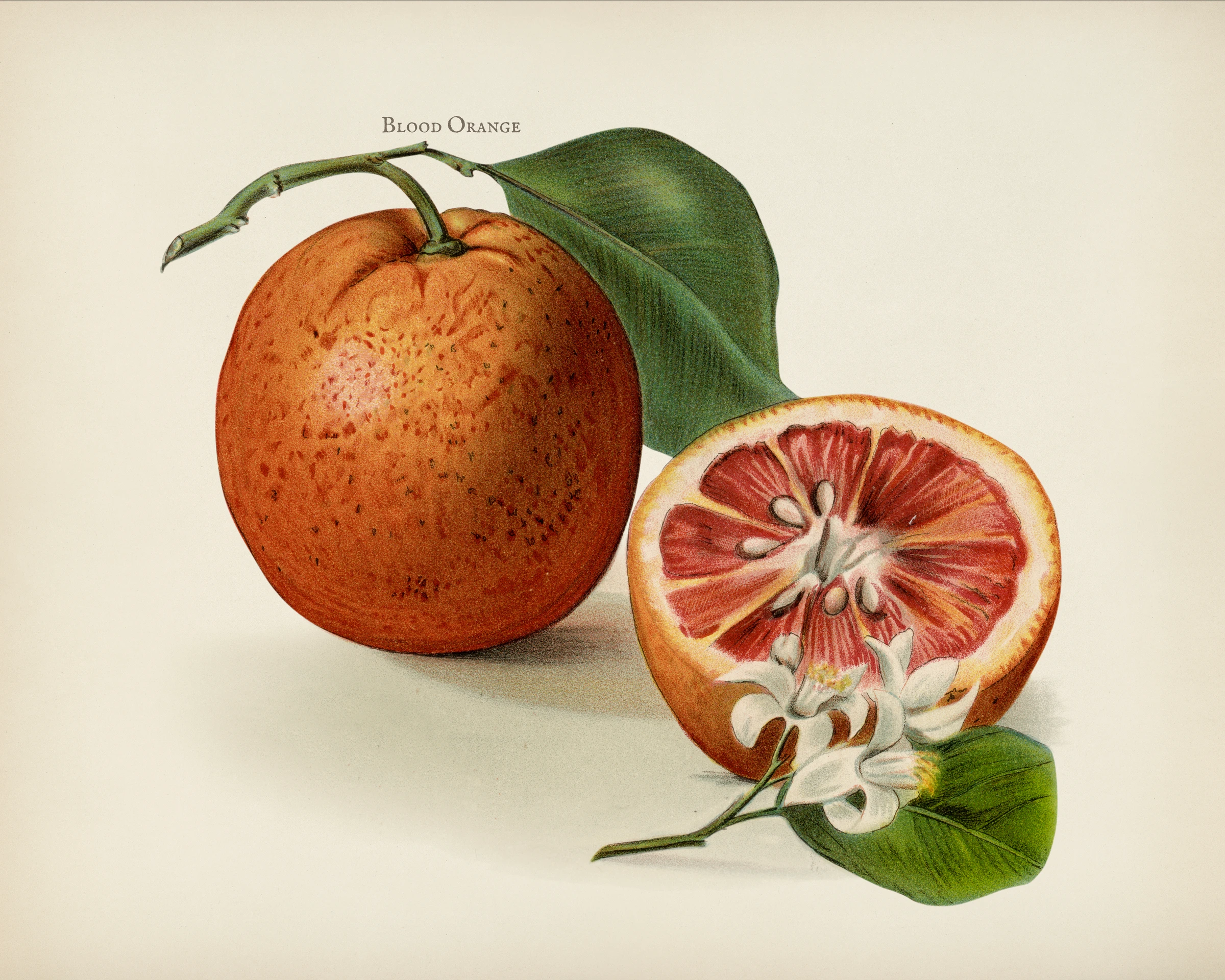 fruitss (179)