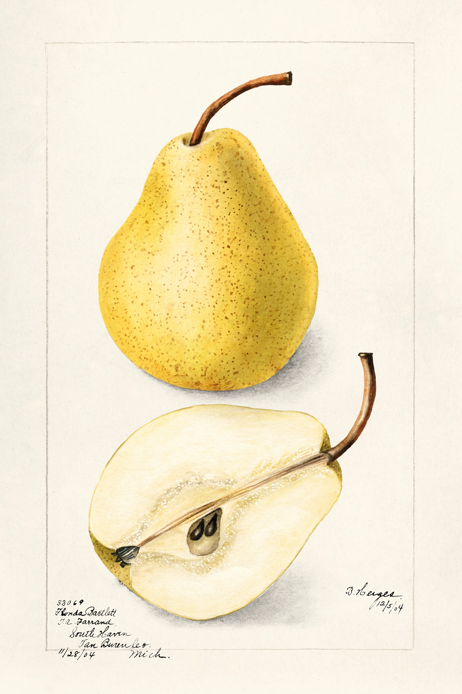 fruits468