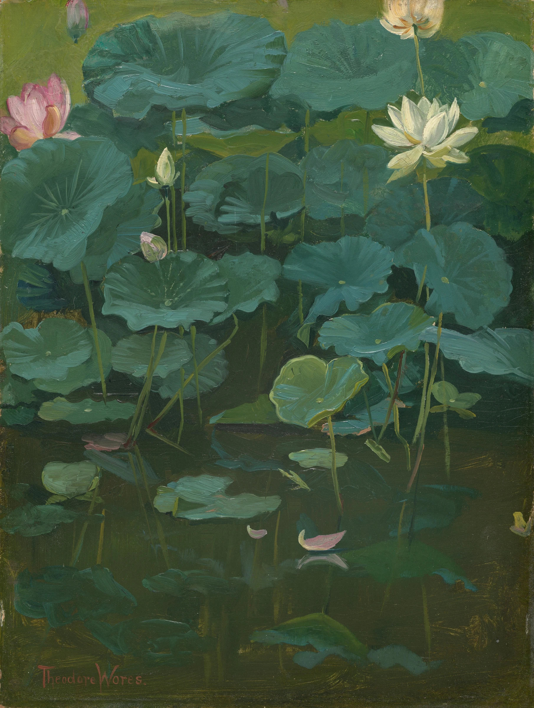Buddha'S Flowers Lotus, Tokyo 2018.44.22