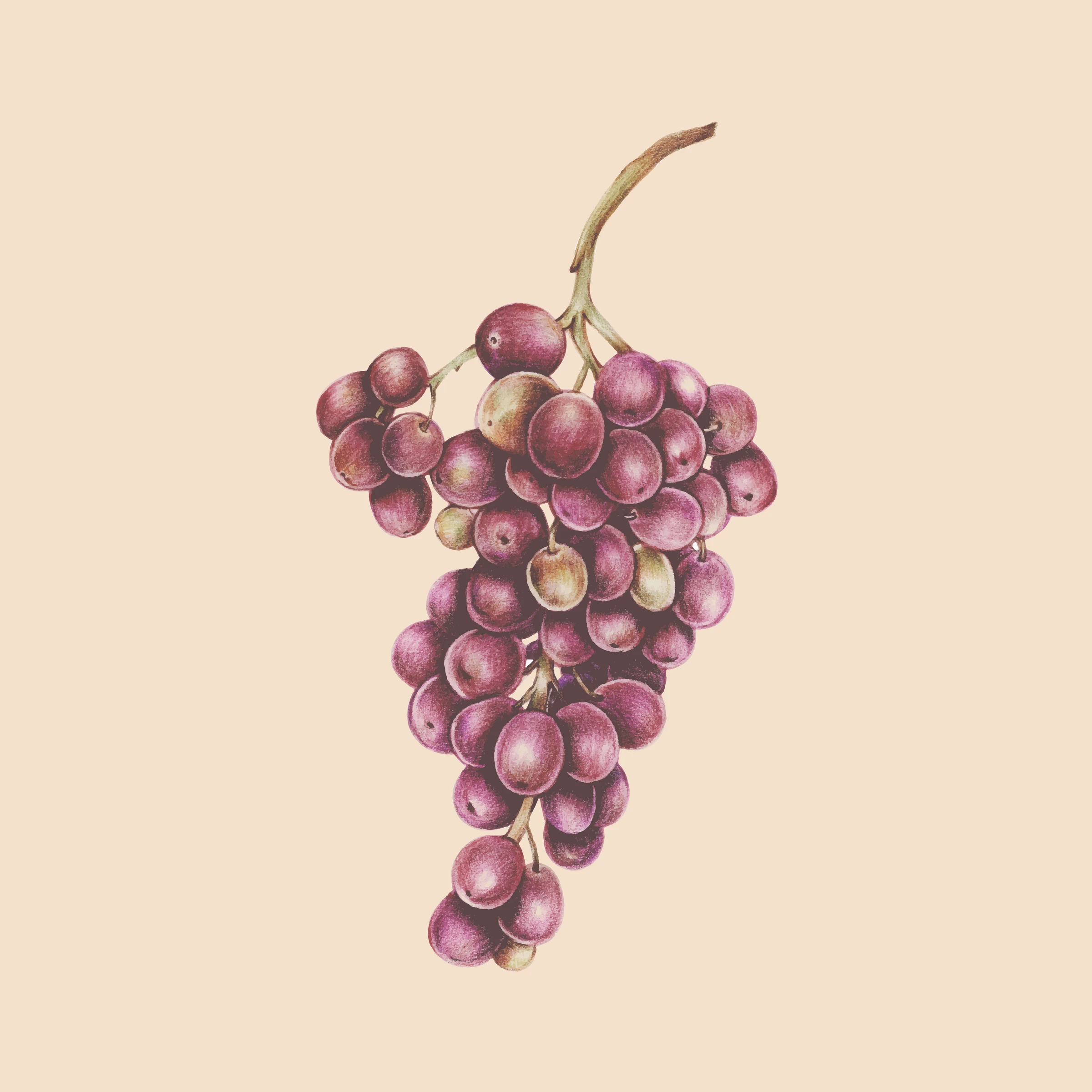 fruitss (182)