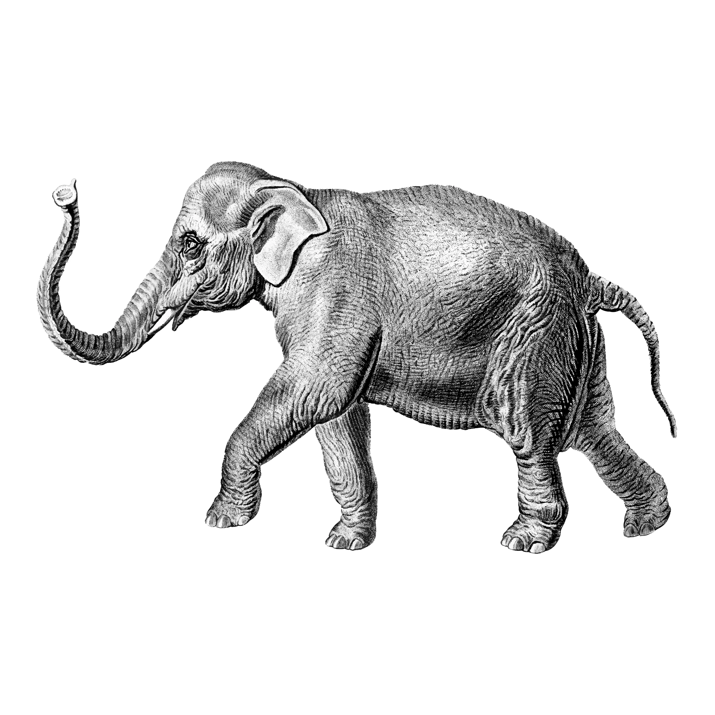animals (274)