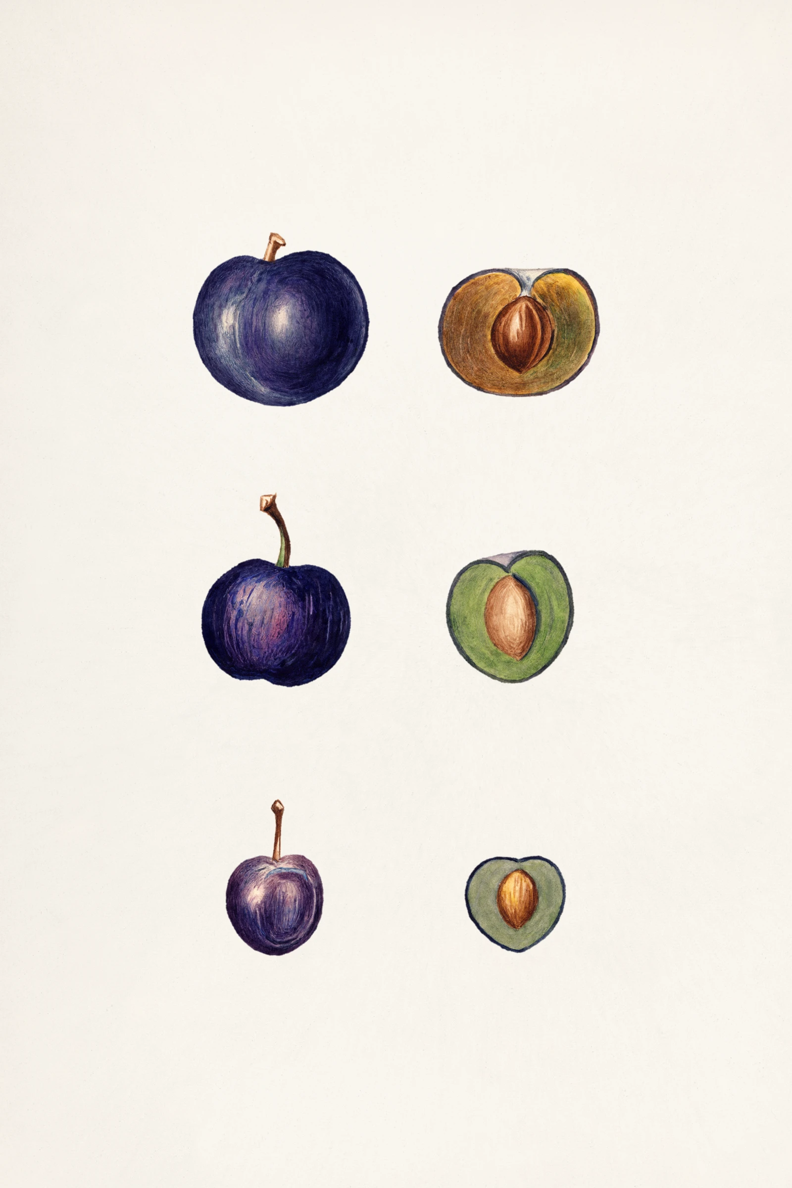 fruits466