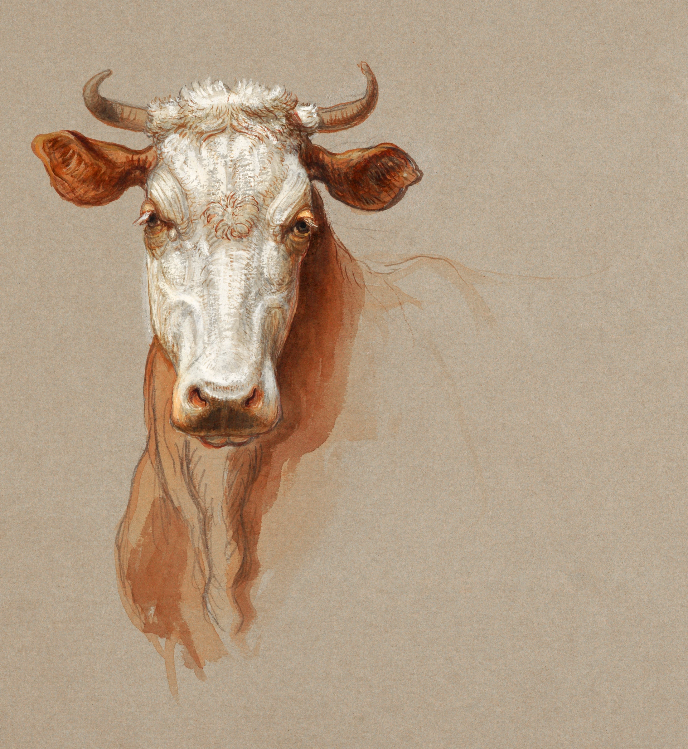 animals (30)