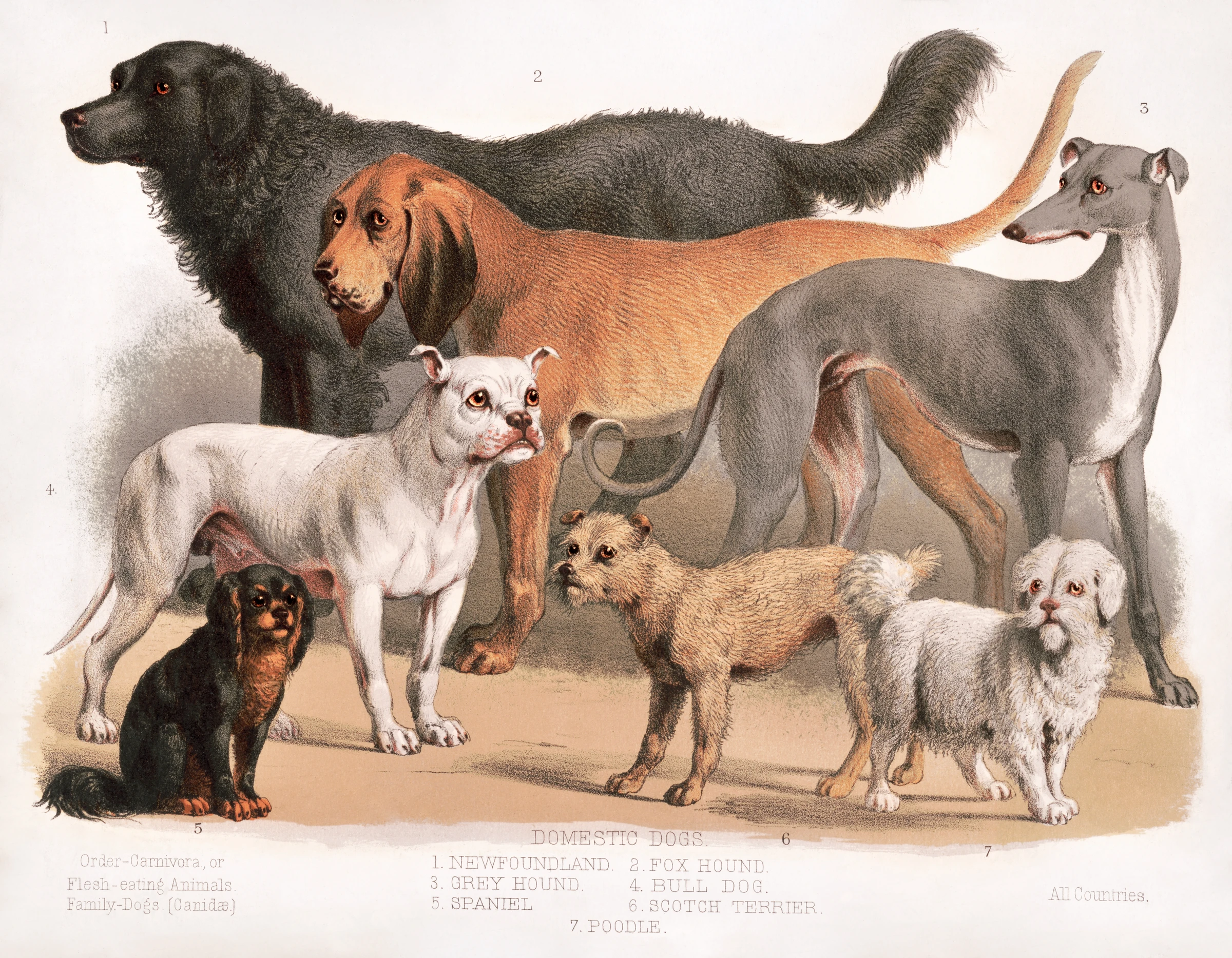 animals (79)