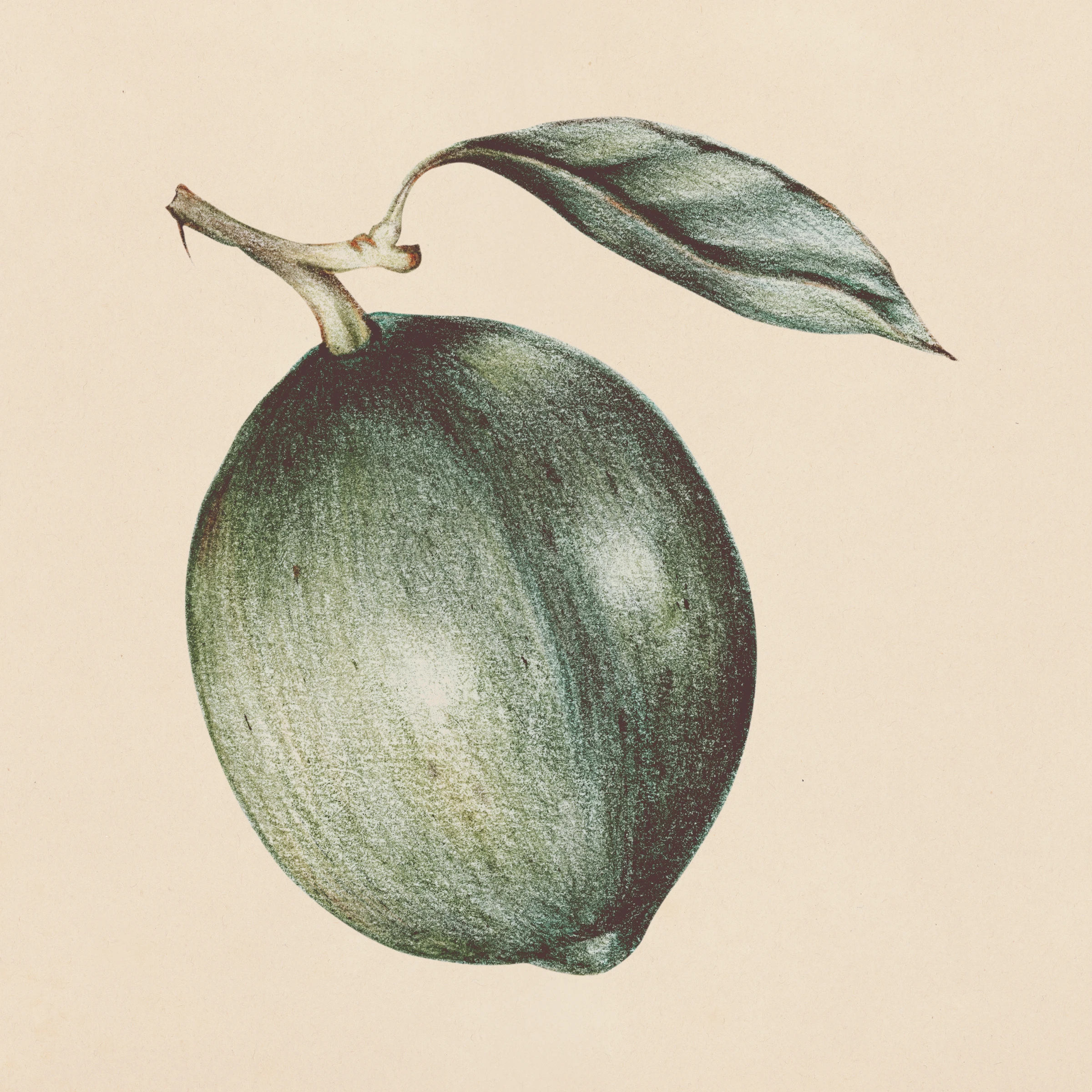 fruitss (213)