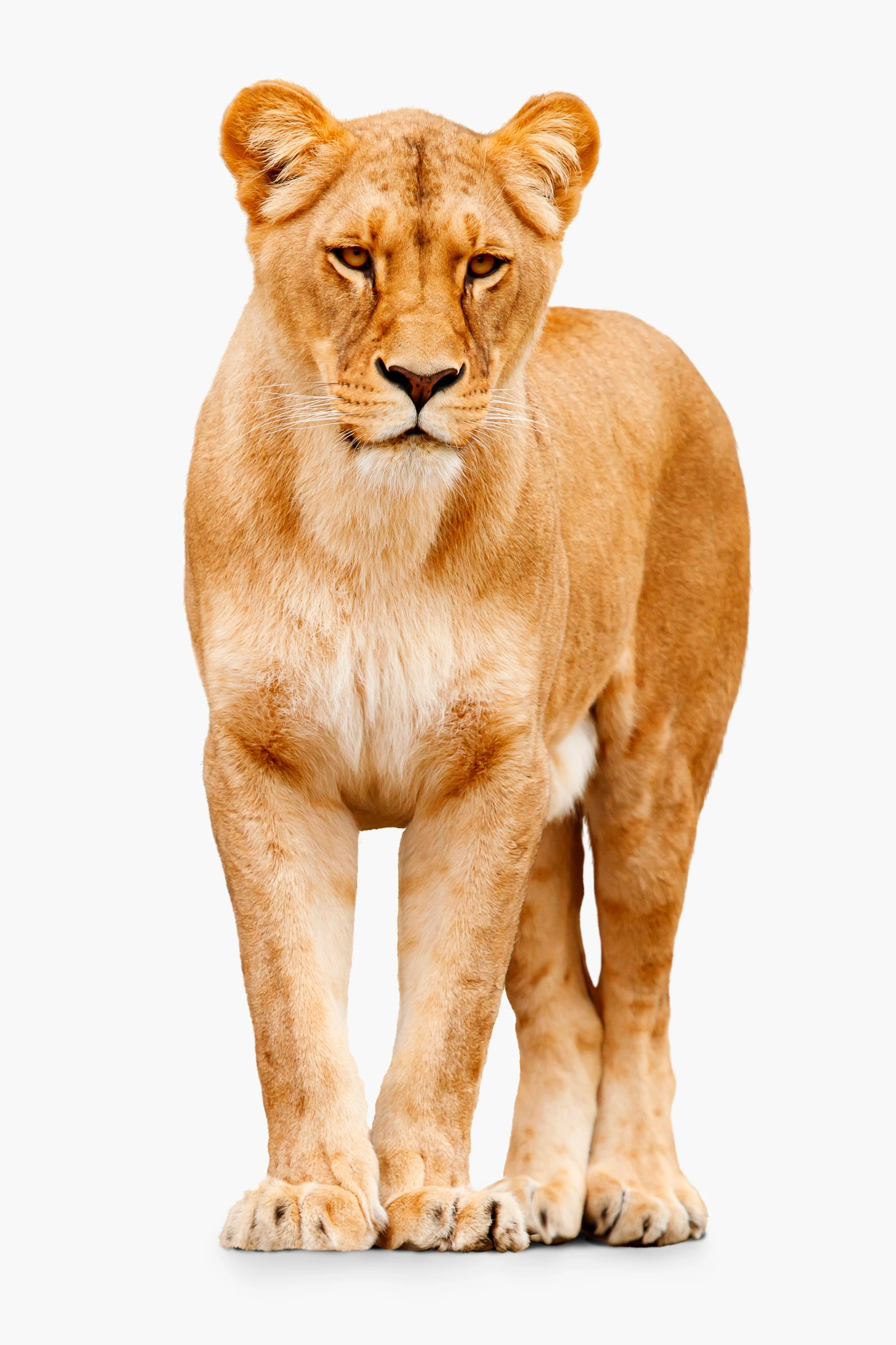 animals (49)