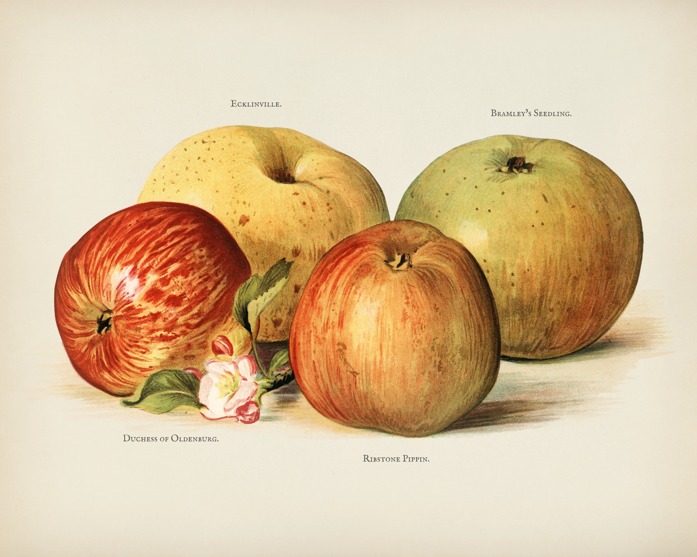 fruitss (178)