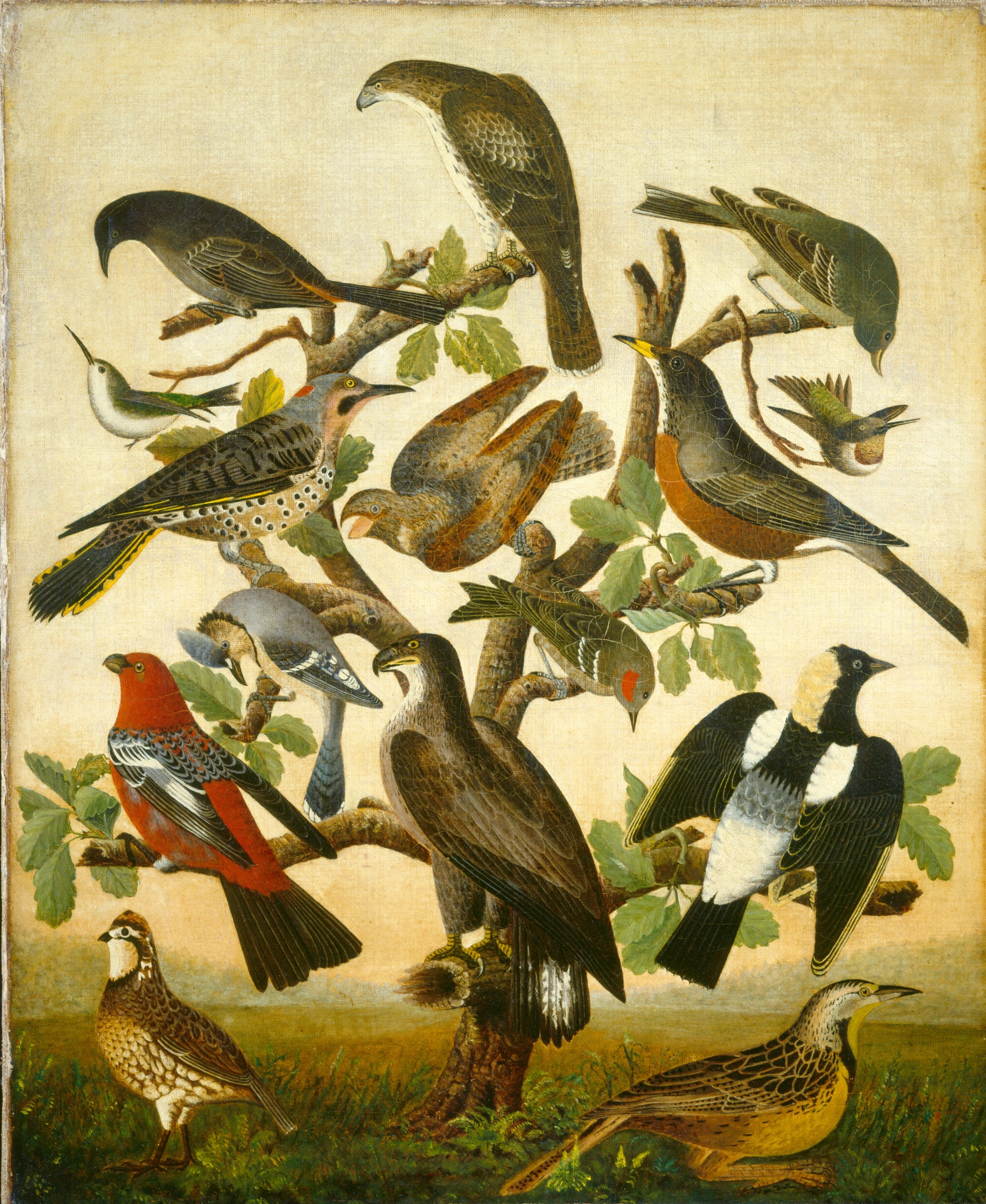 Birds 1978.80.12