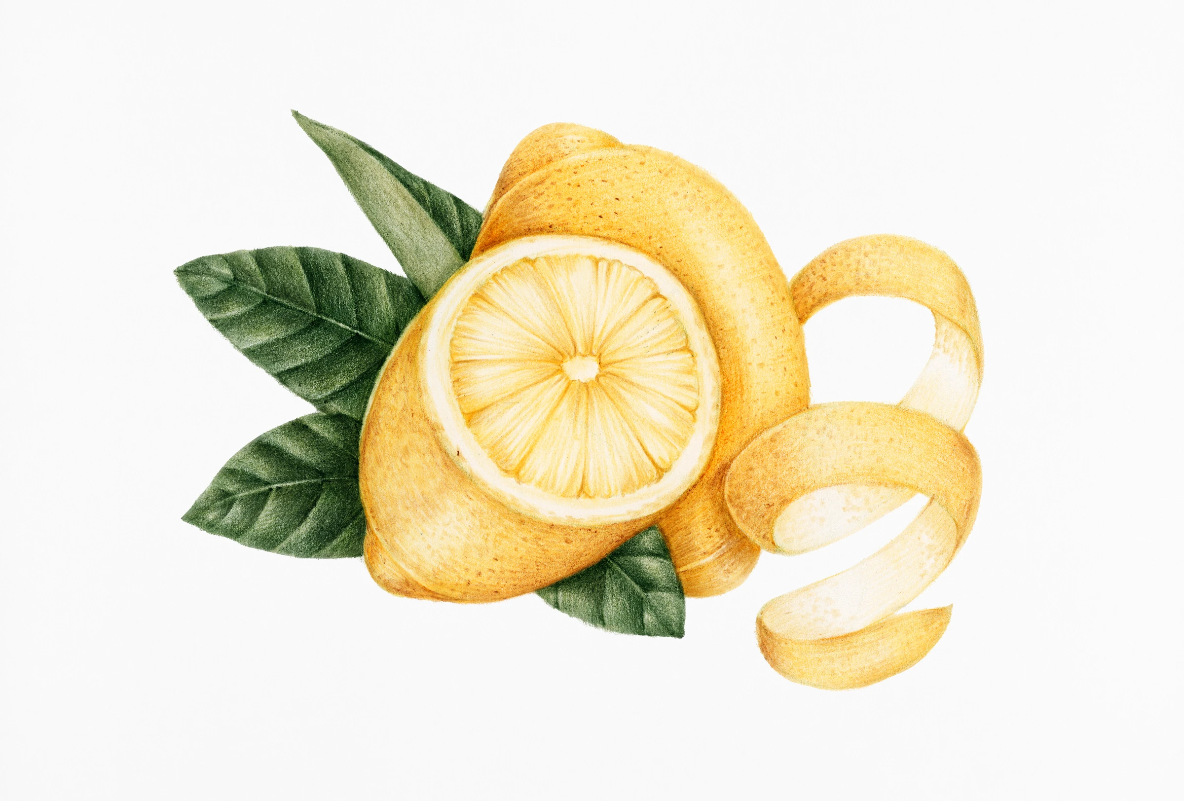 fruitss (221)