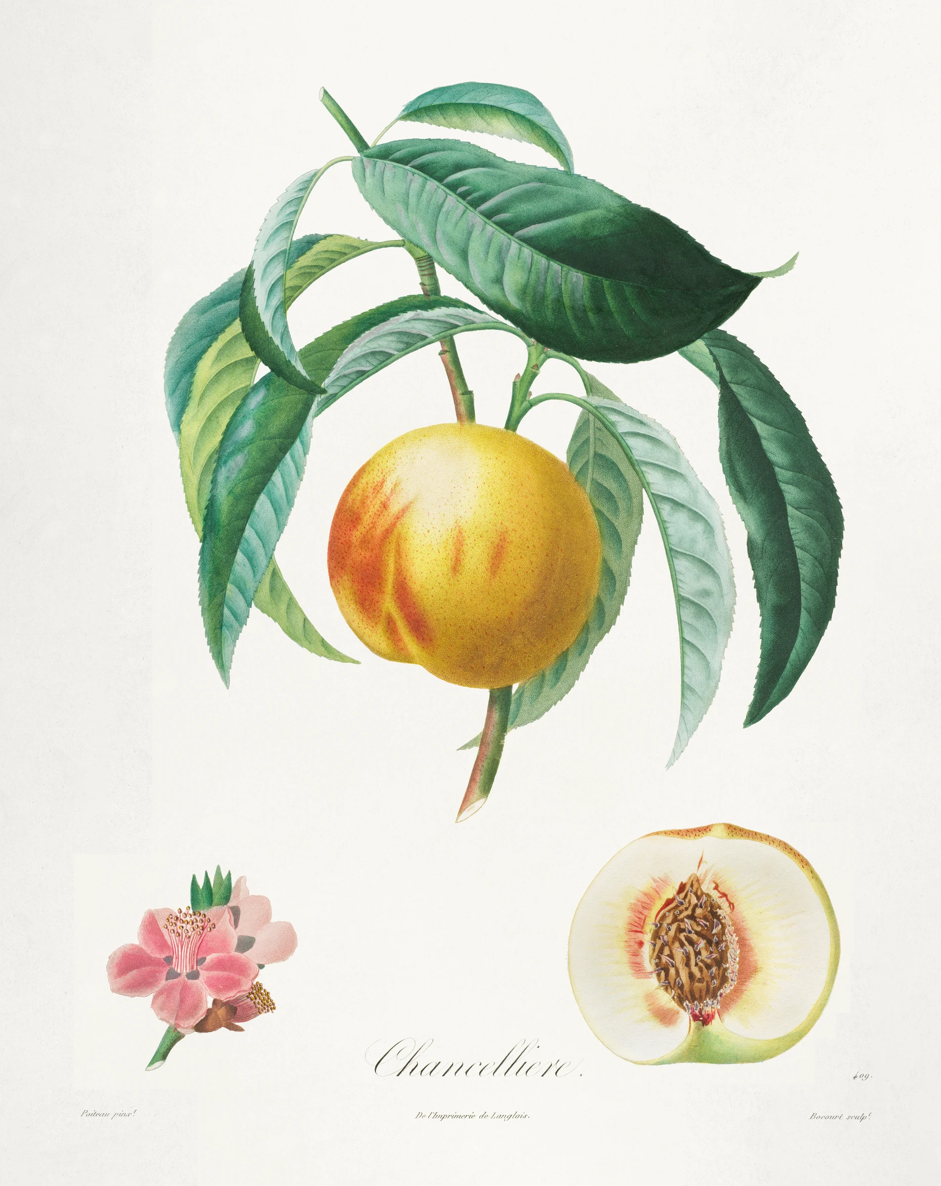 fruitss (19)