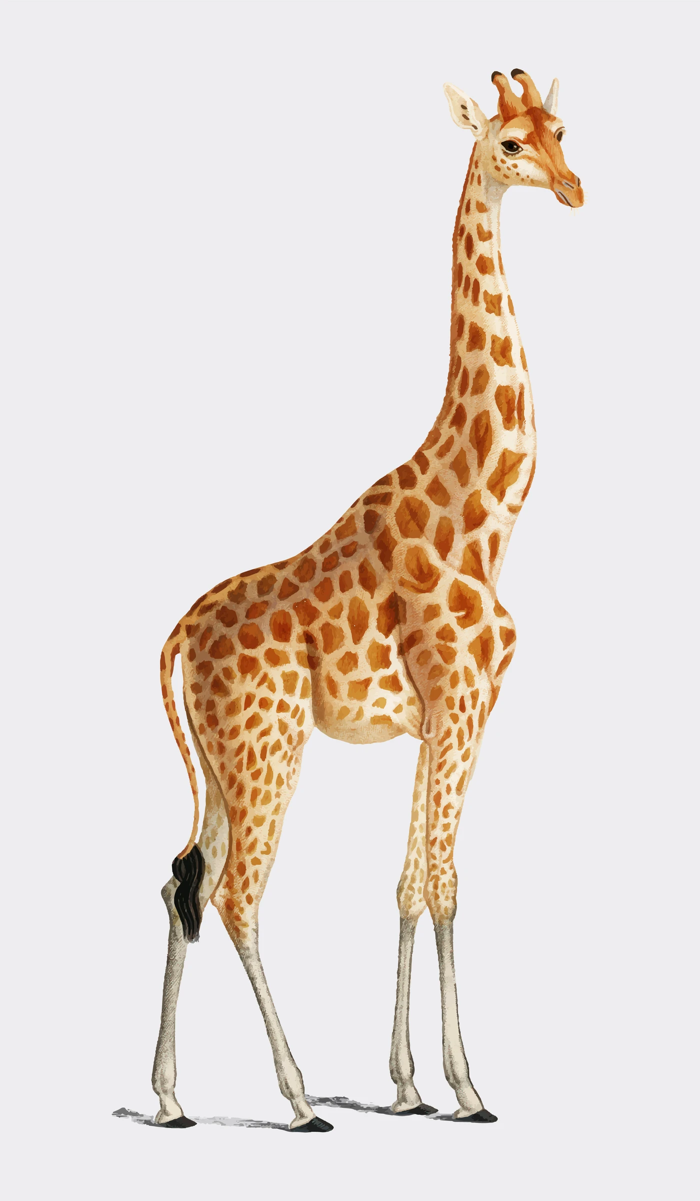 animals (237)