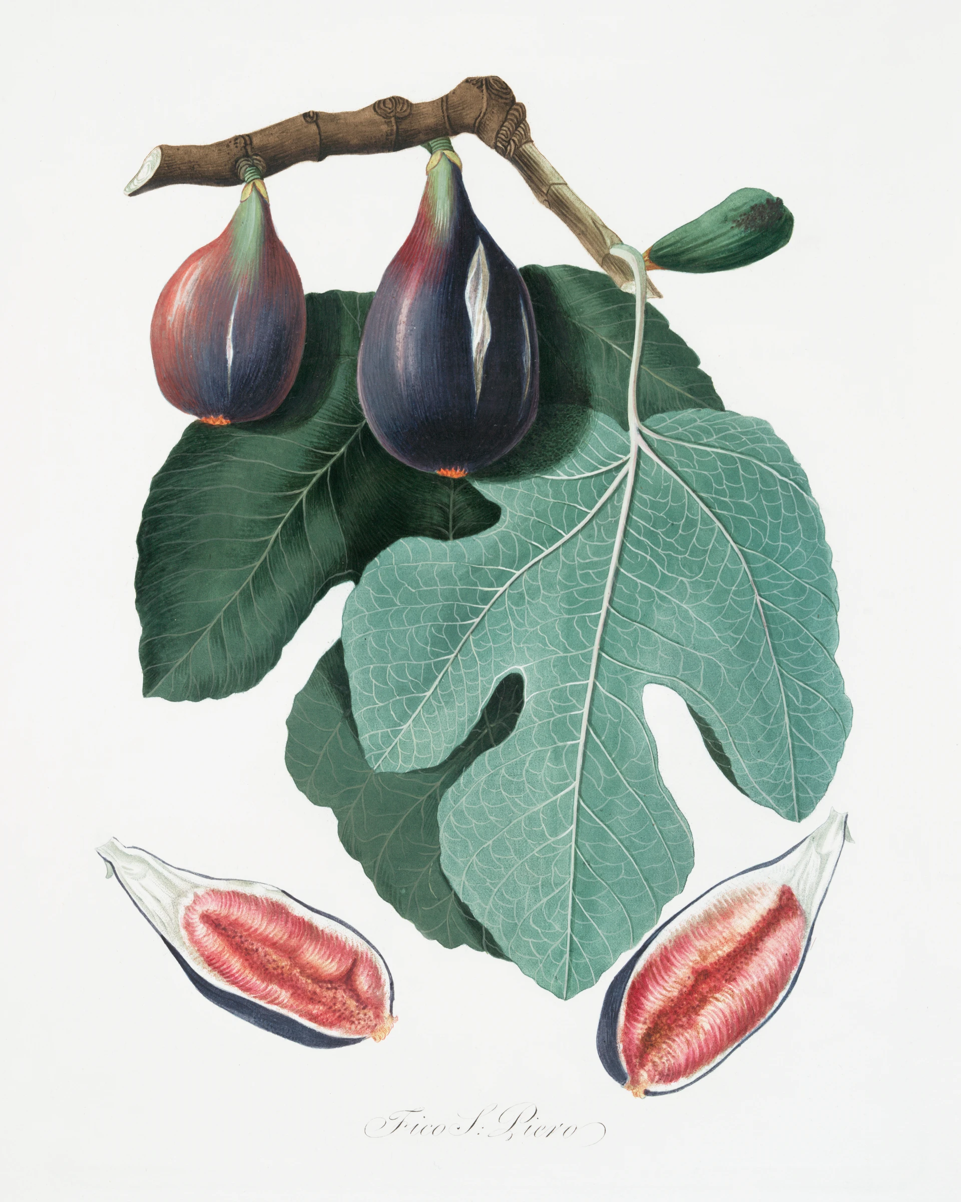 fruitss (216)
