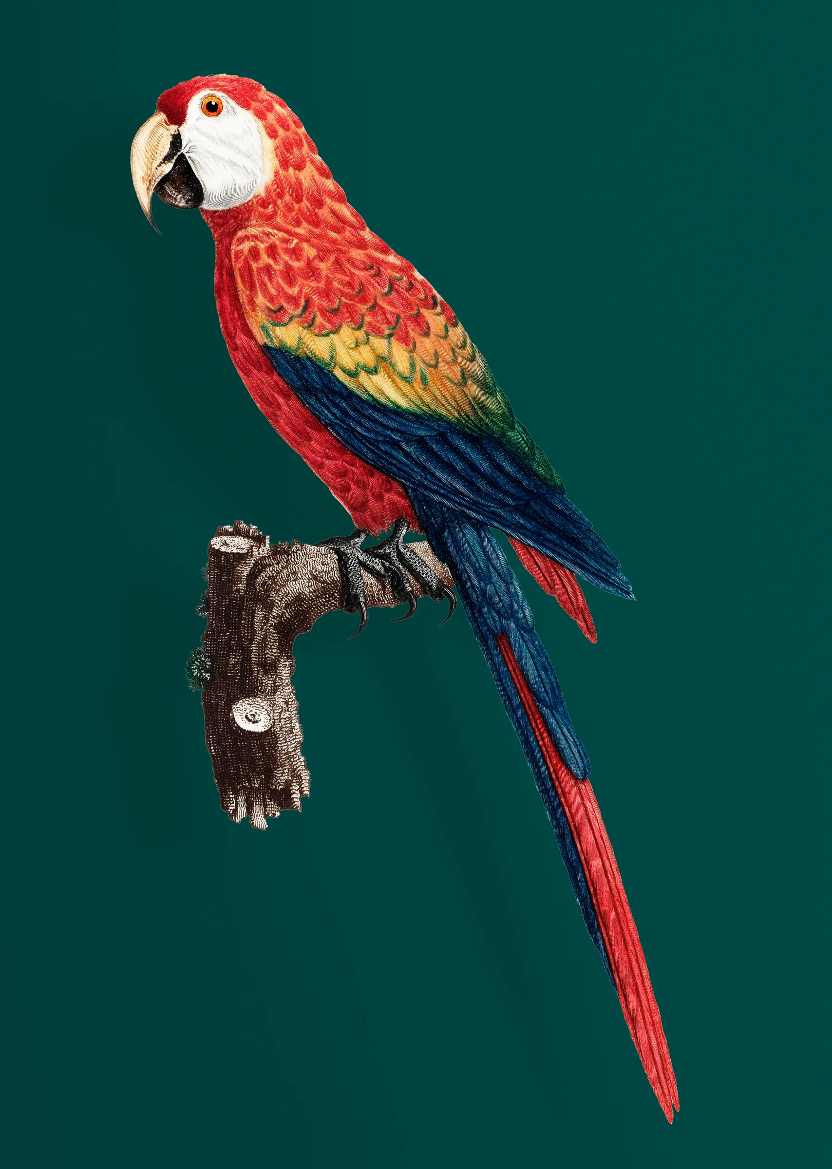 aanimals63