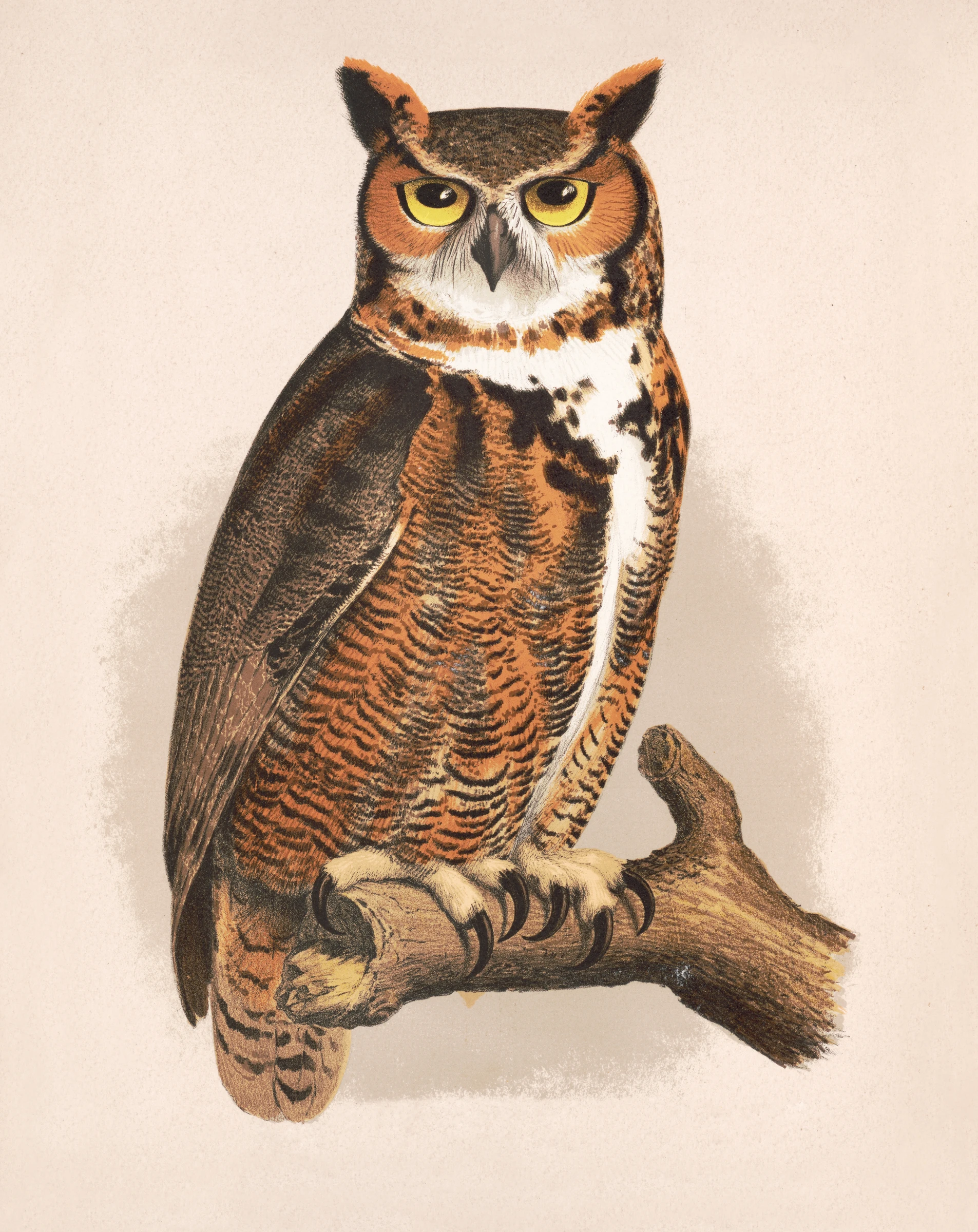 animals (1)