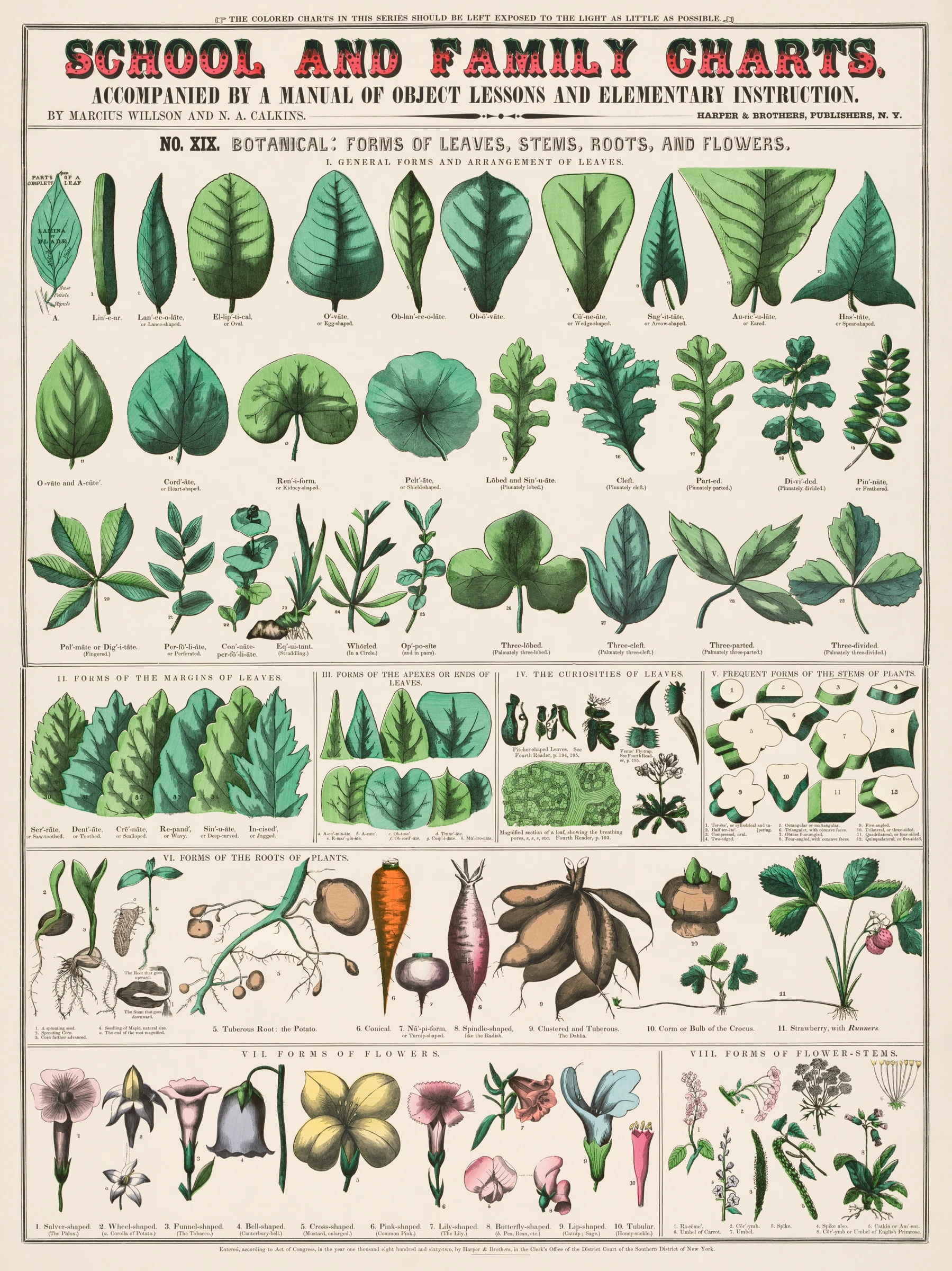 School and family charts, No. XIX. Botanical: forms of leaves, stems, roots, and flowers (1890)