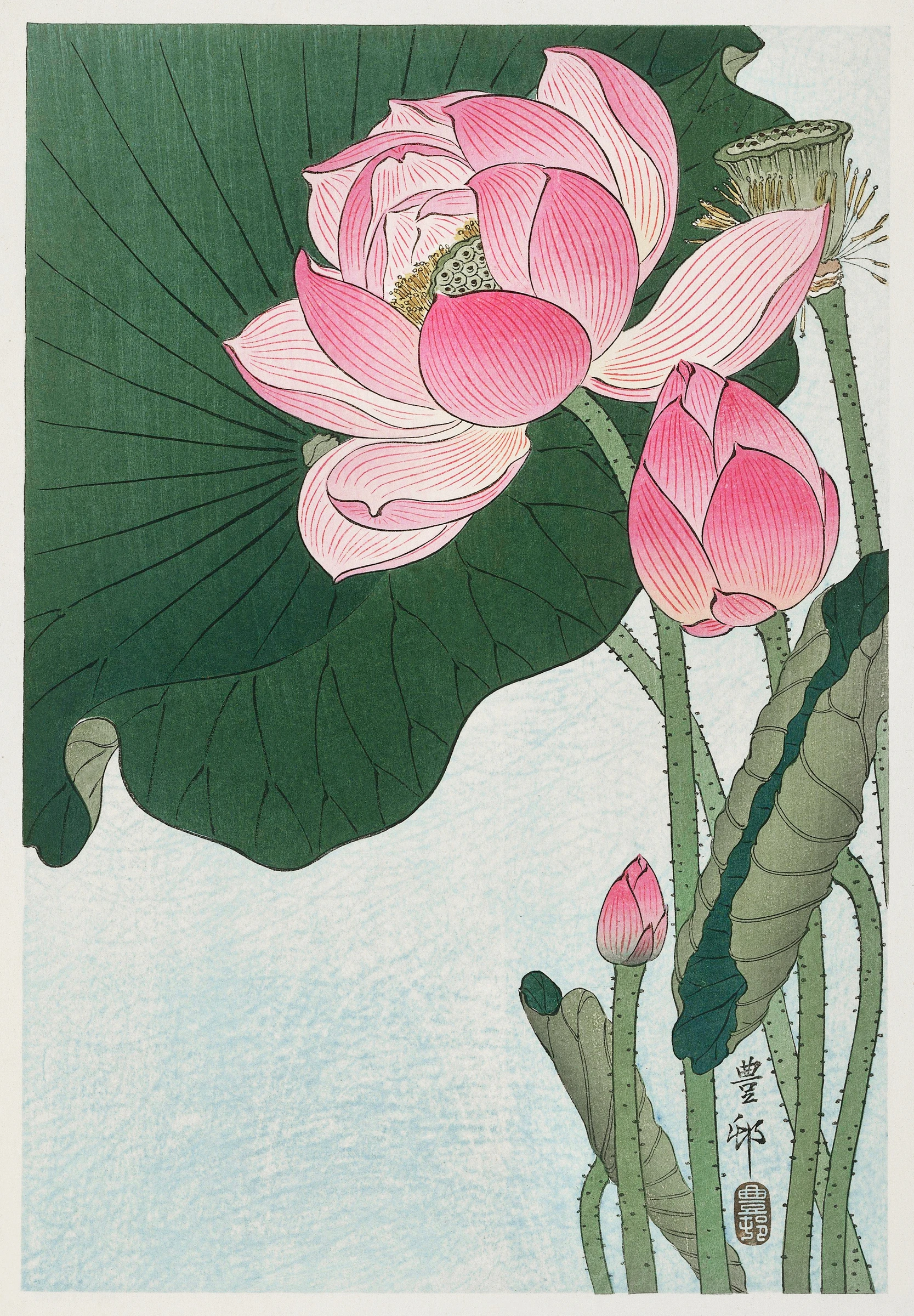 Blooming lotus flowers (1920 - 1930) by Ohara Koson (1877-1945)