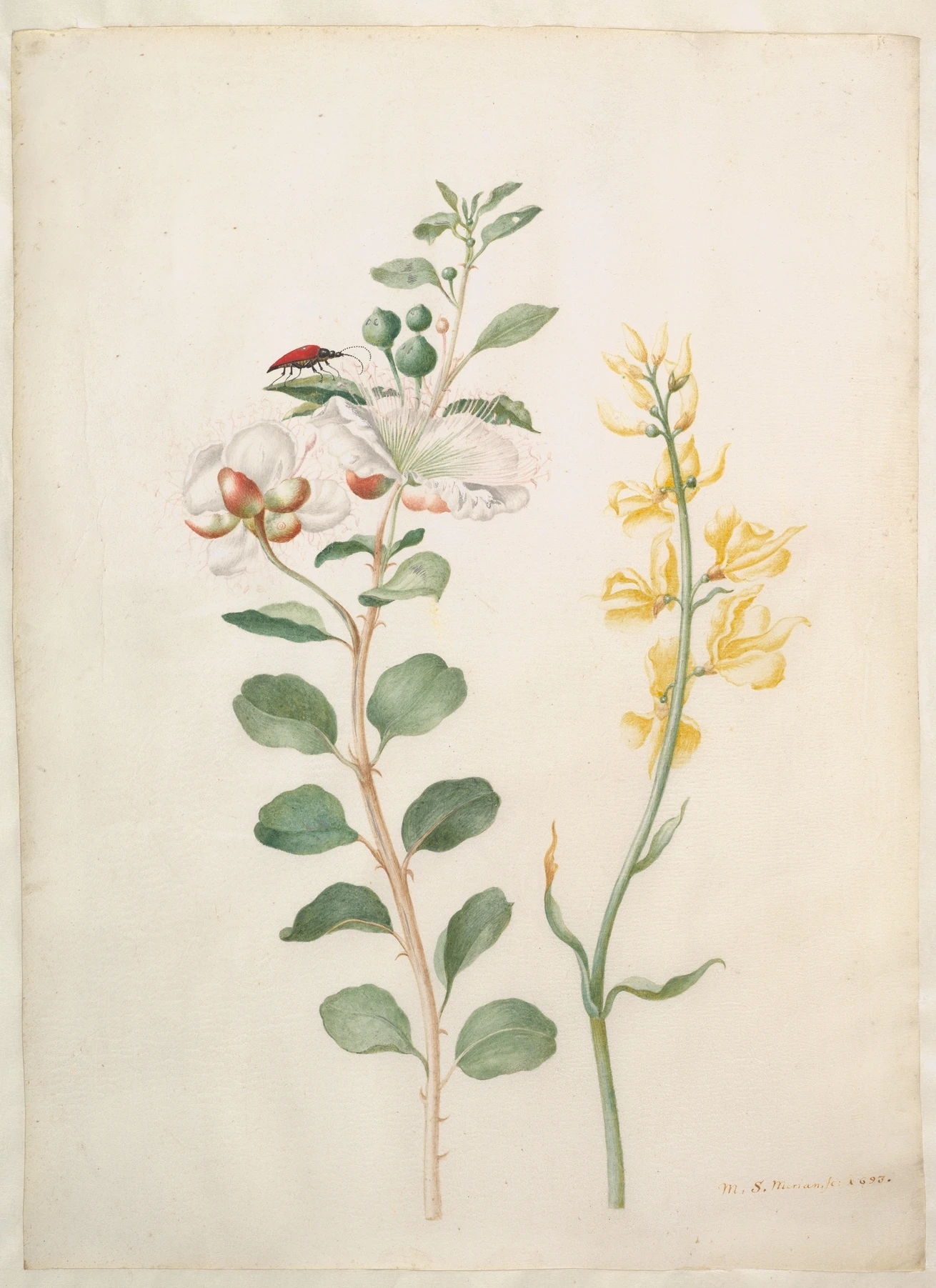Study of Capers, Gorse, and a Beetle by Maria Sibylla Merian