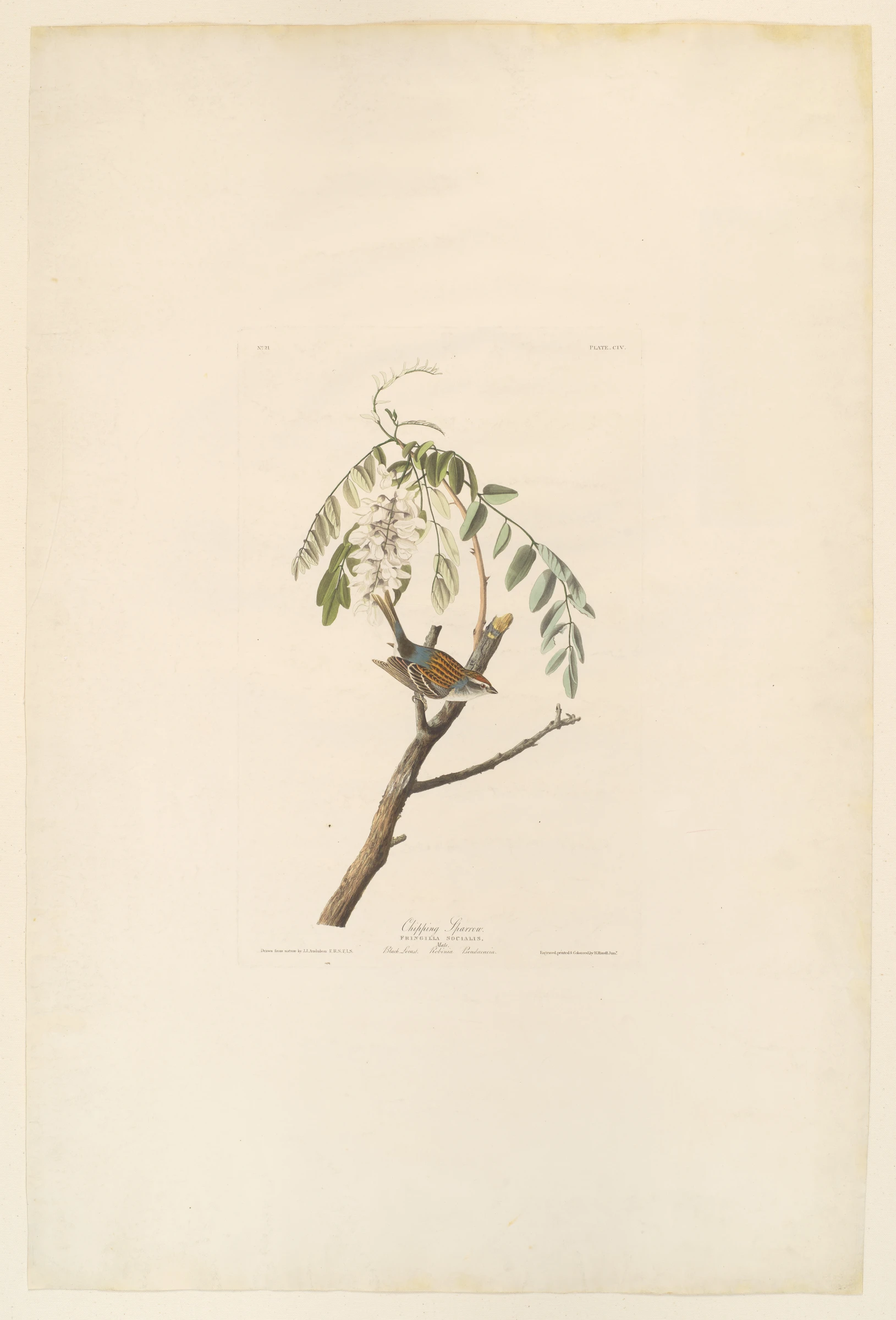 Chipping Sparrow. Fringilla socialis [current name: Chipping Sparrow. Spizella passerina], from "The Birds of America," plate CIV by John James Audubon