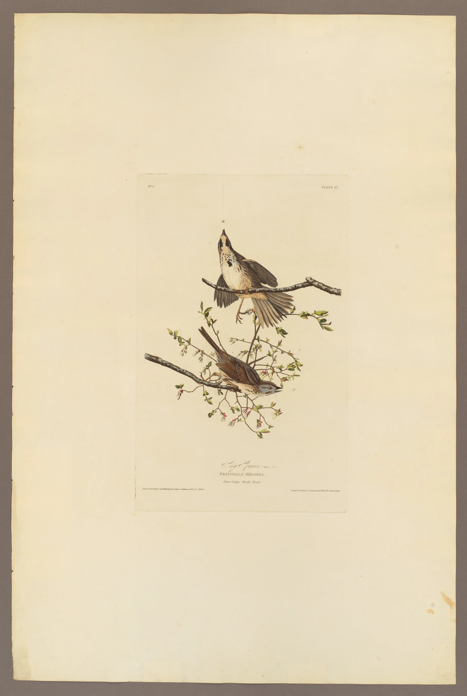 Song Sparrow. Fringilla melodia [current name: Song Sparrow. Melospiza melodia], from "The Birds of America," plate 25 [later XXV] by John James Audubon