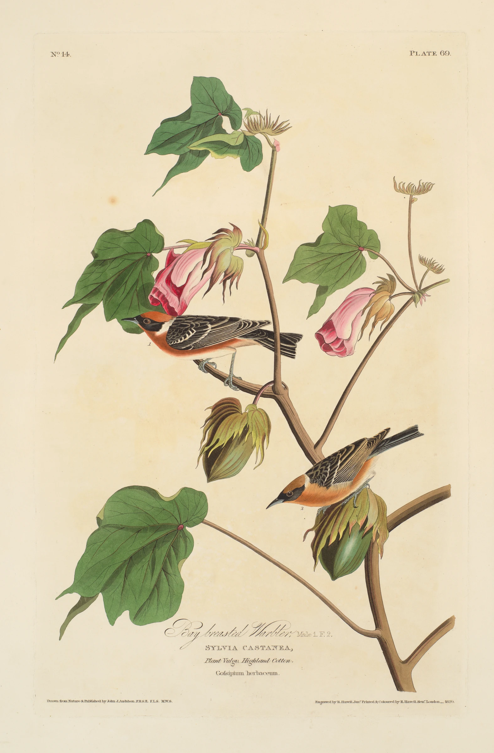 Bay-breasted Warbler. Setophaga castanea [current name: Bay-breasted Warbler. Dendroica castanea], from "The Birds of America," plate 69 [later LXIX] by John James Audubon