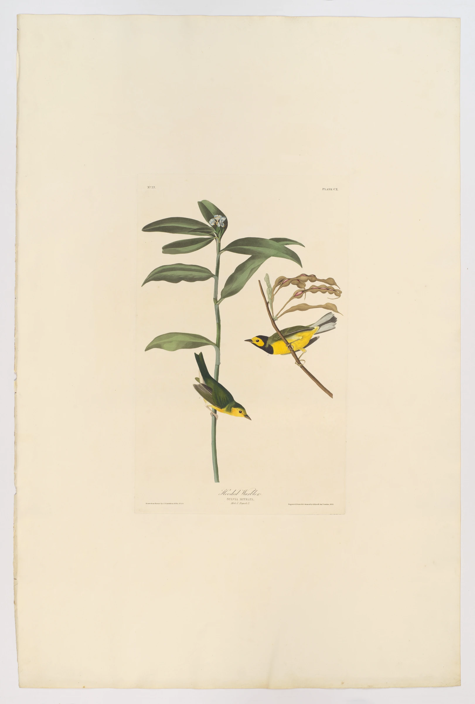 Hooded Warbler. Sylvia mitrata [current name: Hooded Warbler. Wilsonia citrina], from "The Birds of America," plate CX by John James Audubon